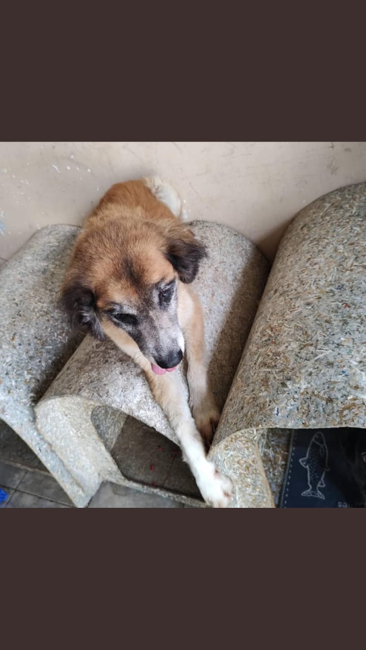 Doguinho